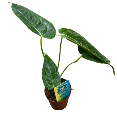 2" Custom Asst: Anthurium Veitchii